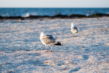 Seagull on the background of the sea. Seagull close-up. Sea bird.