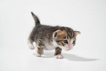 Fototapeta na wymiar Tabby Cat kitten posing on white background tiger marble stripe