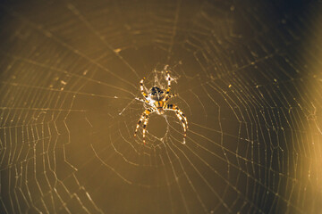spider crusader on the spiderweb