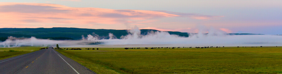 Morning fog mixed with geiser smoke behind a herd of bison © tristanbnz