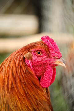 Close up portrait of young red rooster. 