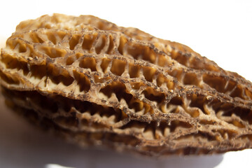Macro of Morchella/Moral mushroom photo on the white background. 