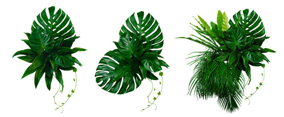 Green leaves of tropical plants bush (Monstera, palm, rubber plant, pine, bird’s nest fern)...