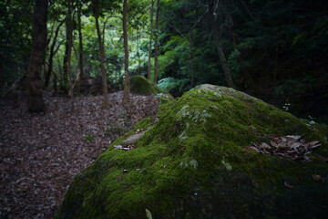 Fototapeta premium 苔のついた岩と森の風景
