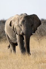 Elephant flapping it's ears and looking at the camera