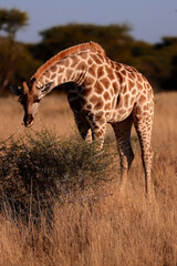 Giraffe bending to eat a low bush