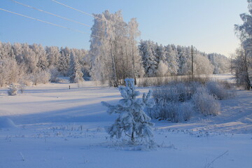 winter landscape in the forest, the sparkle of snow in the sun