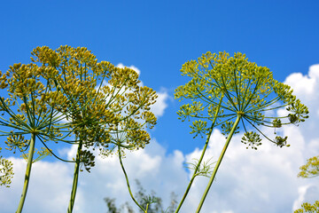 Inflorescence of dill on a background of blue sky with white clouds. Beautiful summer landscape. Garden plant.