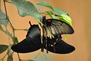 Papillons