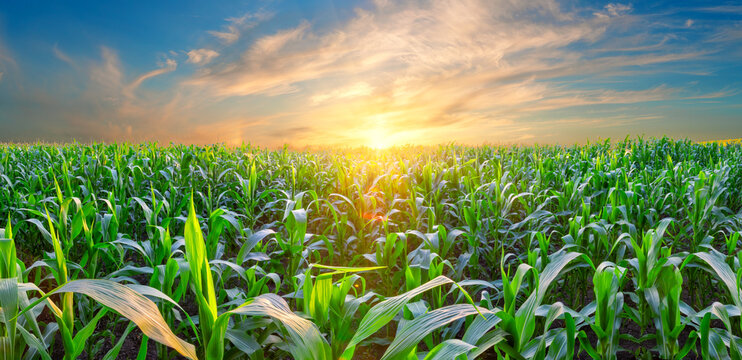 Panorama of corn field at sunset