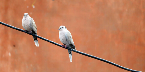 Tow Eurasian Collared Dove sitting and enjoying rain