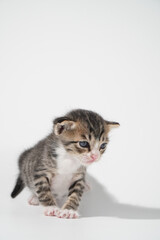 Tabby Cat kitten posing on white background tiger marble stripe