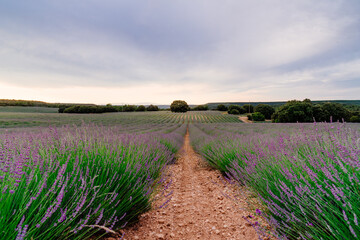 Fototapeta na wymiar Lavender fields. Summer sunset landscape in Brihuega