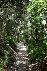 Fototapeta na wymiar Nature trail with thin green trees