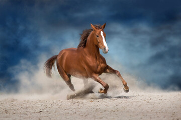 Beautiful red horse running on desert storm