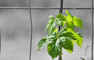 creeping along the fence