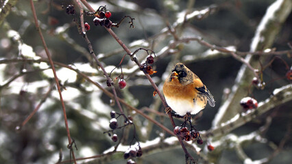 Brambling (Fringilla montifringilla) feeding on tree in winter