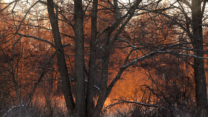 Evening landscape and sunset in the forest early winter