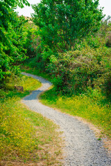Fototapeta na wymiar A narrow foot path winding between green trees and shrubs