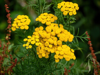 Tansy, Tanacetum vulgare. Wild flower, plant.