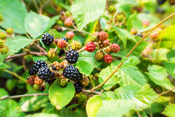 Natural background with ripening wild blackberries