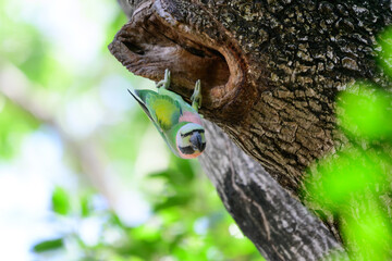 green Parrots in nature
