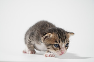 Tabby Cat kitten posing on white background tiger marble stripe
