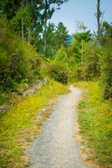 Obraz premium A narrow foot path through the forest clearing