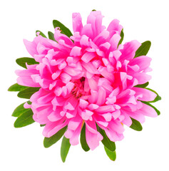 Pink aster flower isolated on white background.