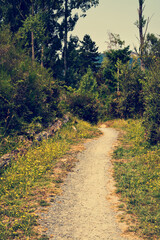 Fototapeta na wymiar Vintage photo of a narrow forest path