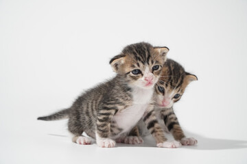 Tabby Cat kitten posing on white background tiger marble stripe