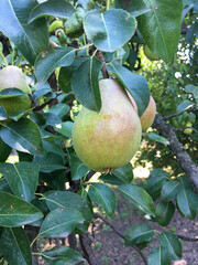 ripe pear on the tree