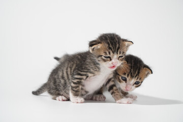 Tabby Cat kitten posing on white background tiger marble stripe