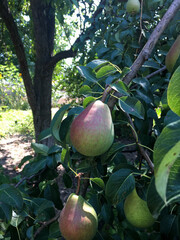 ripe pear on the tree