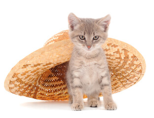 Kitten in a hat.