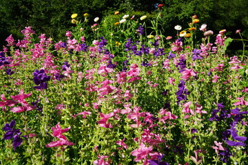 Flowers and blossoms in the summer garden