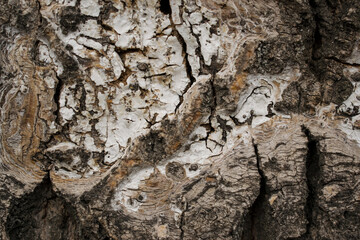 Tree bark texture close up. Nature background