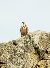 Estremadura, Griffon vulture in a rock overseeing his territory