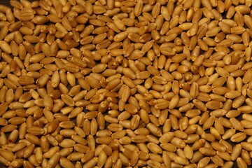 close up of brown wheat