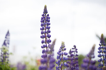 Field of lupins on a bright sky. Lupin, a lupine field with a purple and blue flower. Bouquet of lupines summer flower background. Purple spring and summer flower.