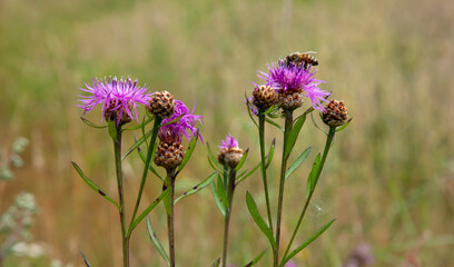 Brown knapweed blooming.