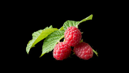 Three berries of red raspberry with green leaf  isolated on black