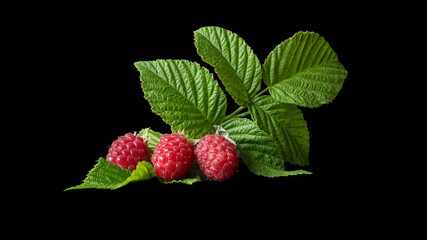 Three berries of red raspberry with green leaf  isolated on black