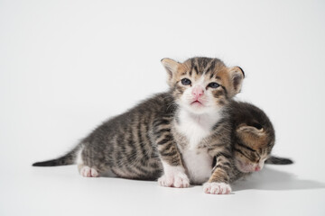 Tabby Cat kitten posing on white background tiger marble stripe