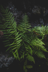 Stimmungsvoller Farn im Wald