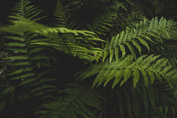 Farnblätter im Wald