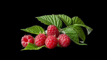Five berries of red raspberry with green leaf  isolated on black