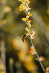 bee on a yellow flower