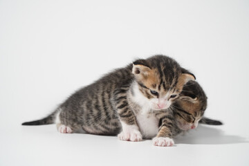 Tabby Cat kitten posing on white background tiger marble stripe