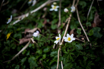 Flowers in the forest